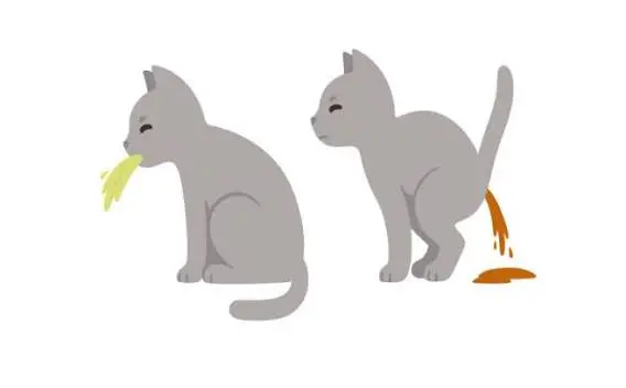 Prevent Your Cat From Vomiting